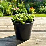 Crassula Plant Live, Crassula Succulent Plant, Pink Flower, Trailing Plants for Indoor Planting