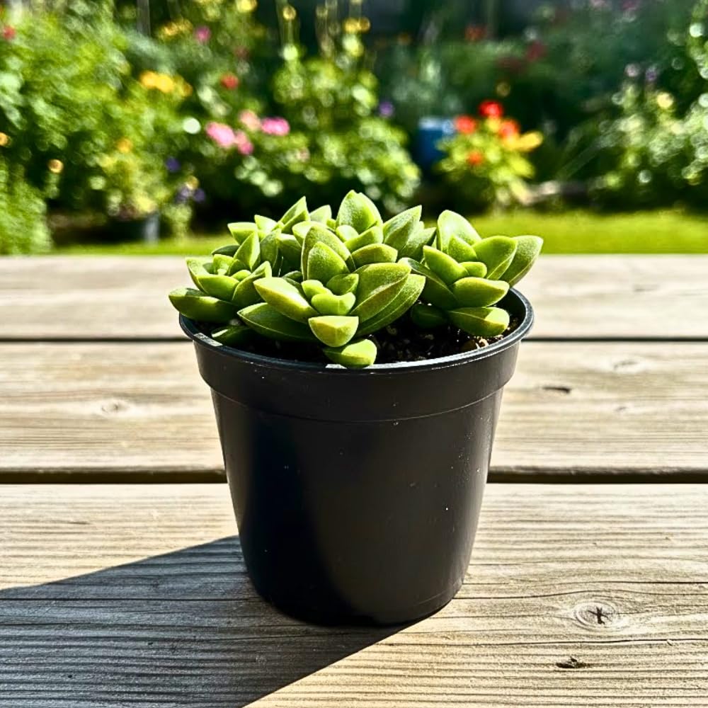 Crassula Plant Live, Crassula Succulent Plant, Pink Flower, Trailing Plants for Indoor Planting