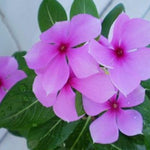 Set 4 of Mix Vinca Plants Live, Ground Cover Plant, Vinca Flower Plant Growing from 3 to 6 Inc Long