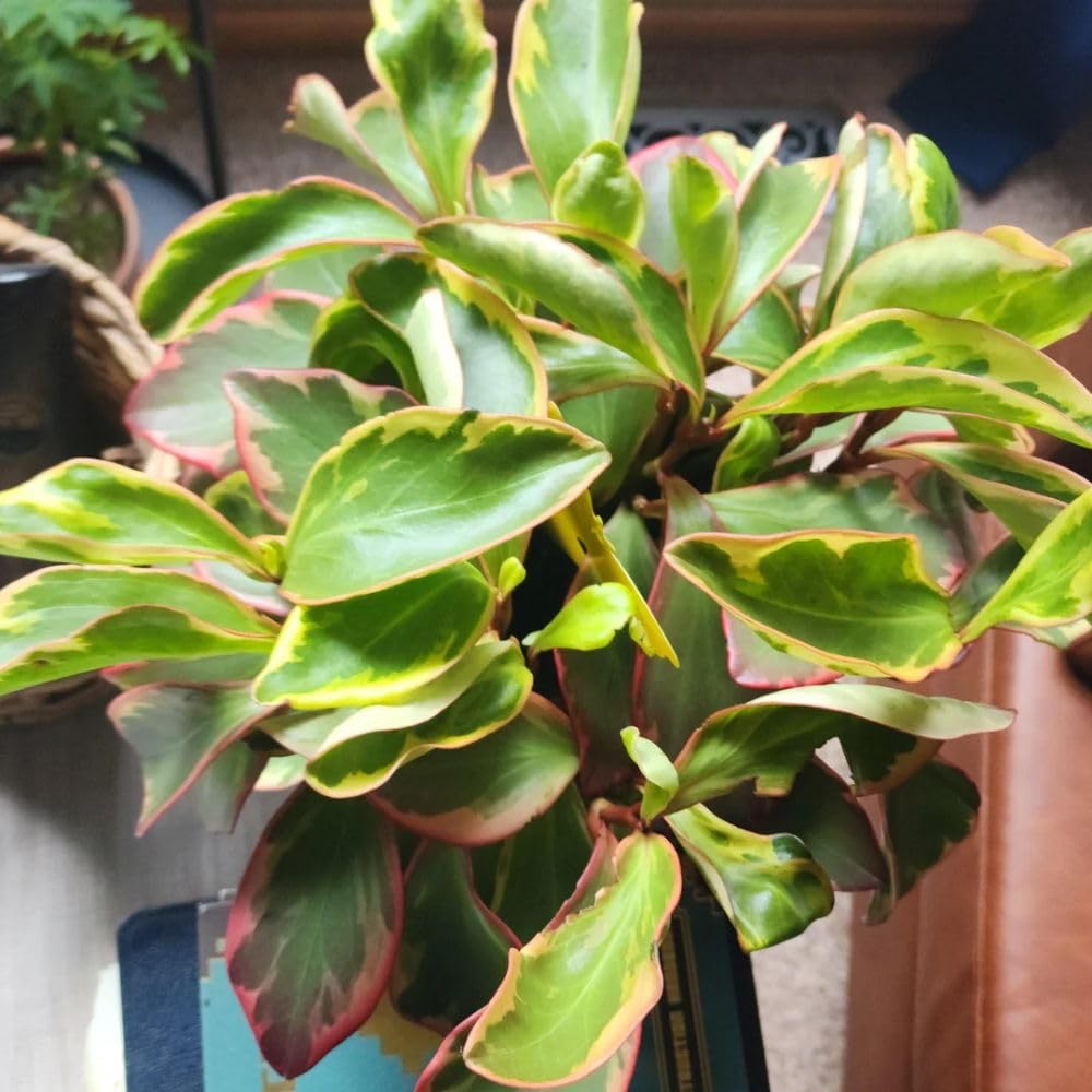 Live Peperomia Rainbow Plant, 4-7 Inches Tall, Red Edge Peperomia Rainbow Plant Live Indoor, Variegated Houseplant to Grow