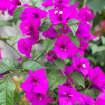 Combo 2 Bougainvillea Plants Live Trees, Outdoor Bougainvillea Plant for Trailing Flowering Vines or Bush Tree, 5-10” Tall, Well-Rooted Bougainvillea Bright Purple
