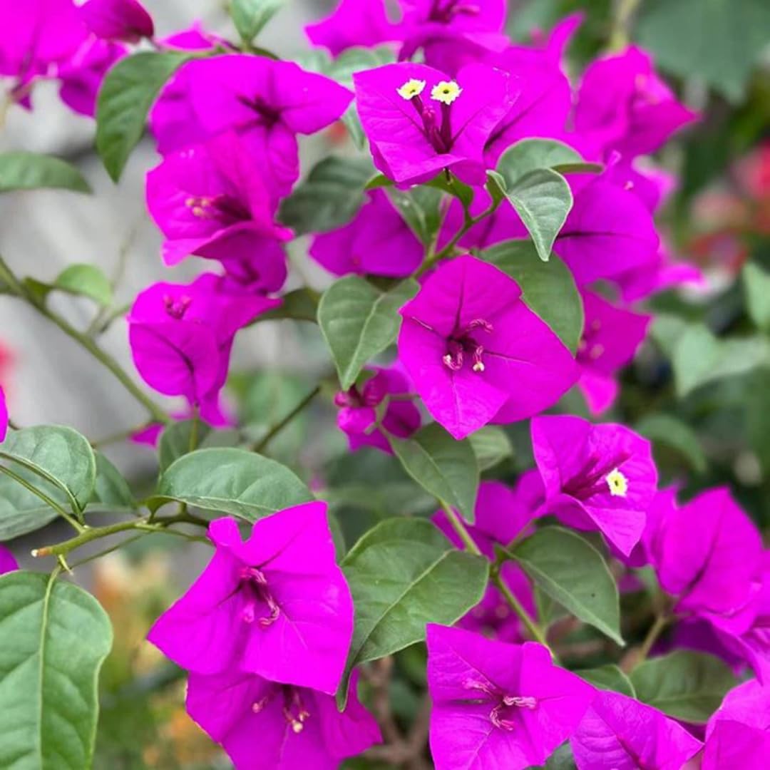 Combo 2 Bougainvillea Plants Live Trees, Outdoor Bougainvillea Plant for Trailing Flowering Vines or Bush Tree, 5-10” Tall, Well-Rooted Bougainvillea Bright Purple