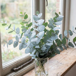 2 Baby Blue Eucalyptus Live Plants, Fragrant Eucalyptus Herb for Garden and Patio Containers, 2-5 Inches Tall Plugs