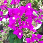 Set 2 Blueberry Ice Bougainvillea Live Plants 4-7 Inches Tall, Vibrant Bumgainvillea Flowering Vines for Garden, Patio Containers and Indoor Growing