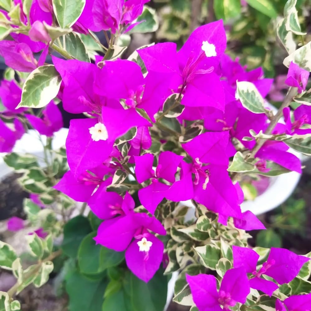 Set 2 Blueberry Ice Bougainvillea Live Plants 4-7 Inches Tall, Vibrant Bumgainvillea Flowering Vines for Garden, Patio Containers and Indoor Growing
