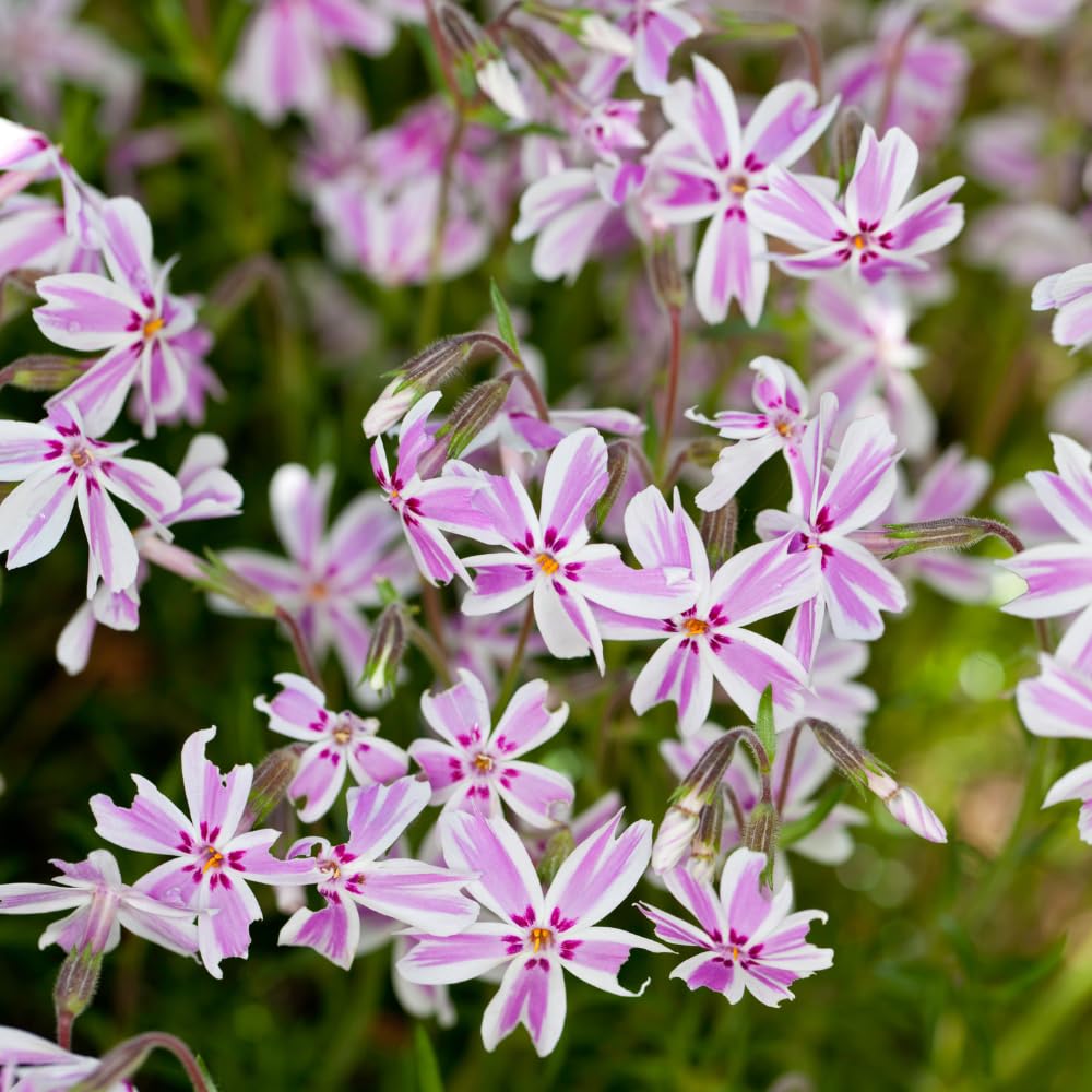 Set 2 Creeping Phlox Live Plants, Perennial Phlox Flower Ground Cover Plant, Hardy Creeping Phlox 5-8 Inches (Stripe)