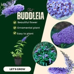 Light Blue Butterfly Bush Buddleia Butterfly Plant Live, 4-9" Tall Well-Rooted for Outdoor Gardens, Perennial Shrub, No Pot