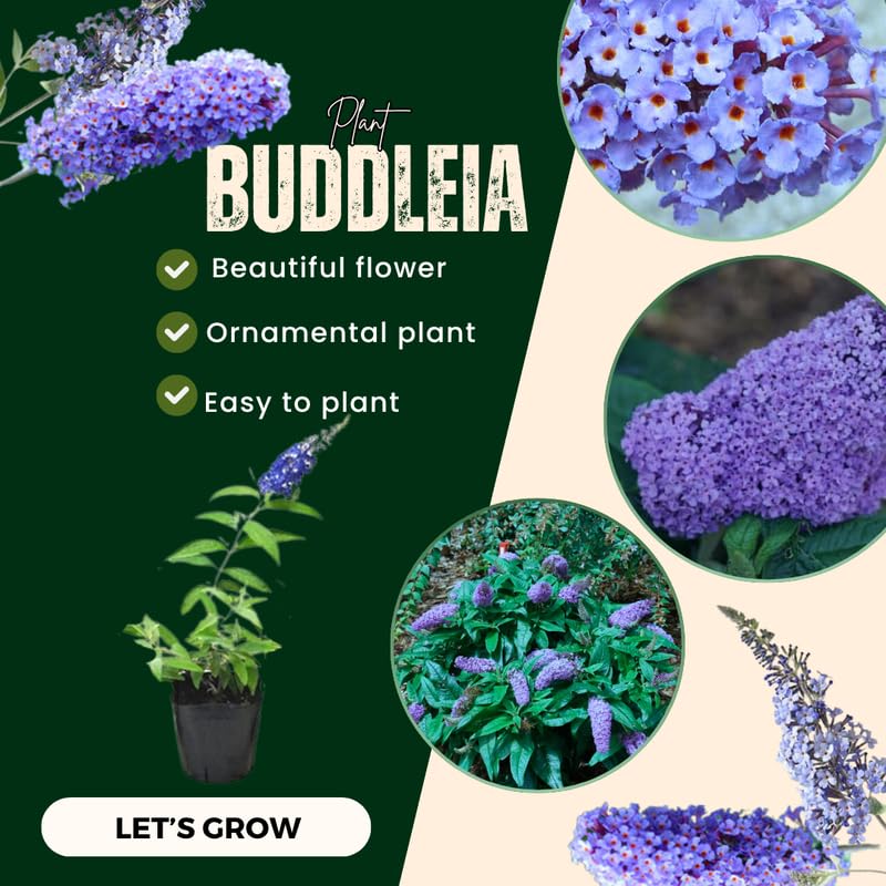 Pack 2 Butterfly Bush Live Plant, Fragrant Buddleia Shrub, 4-9 Inch Height, Vibrant Blooms for Landscaping (Blue Butterfly)