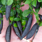 Finger Lime Tree Live Plant Grafted, 2 Feet Tall Lime Tree in Pot, Finger Lime Plant, Citrus Tree Plant Live, No CA, HI, PR, GU, AK