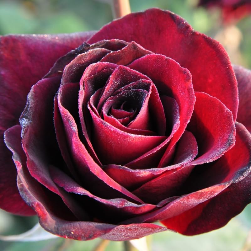 Rose Plant Live for Planting, Bareroot 6-10 Inch Tall, Climbing Vine Bush Shrub for Flowering (Red Rose)