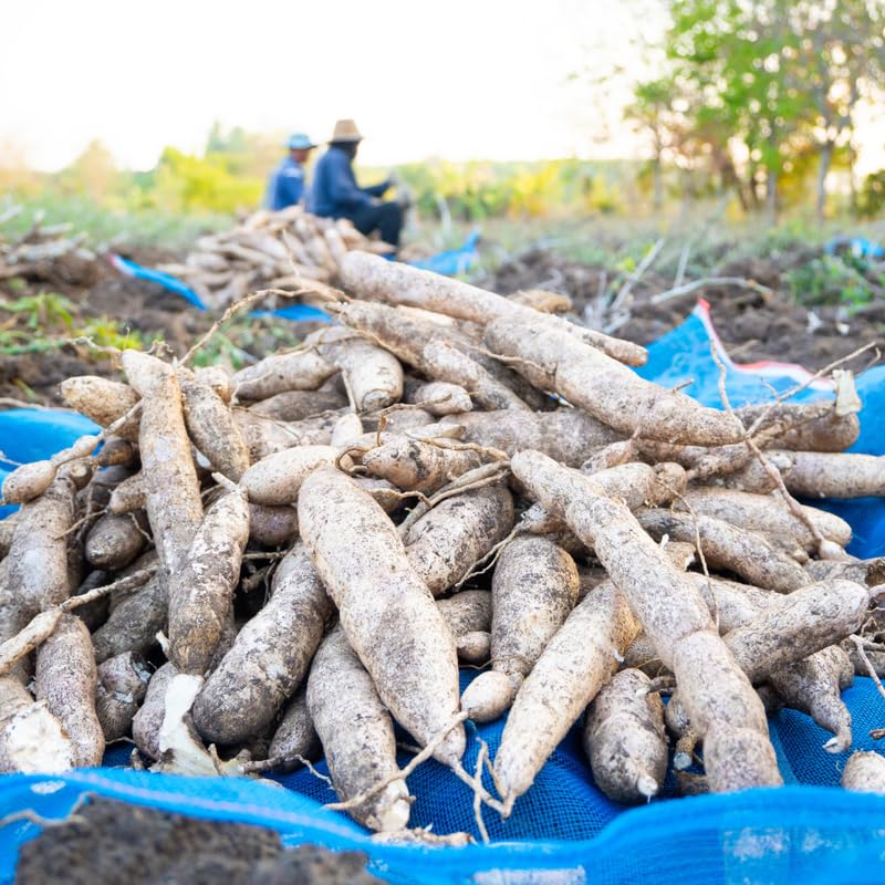 Set 10 Cassava Cuttings for Planting, 6 to 9 Inches Long, Cassava Plant Live Cuttings for Growing Outdoor Indoor