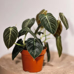 Variegated Philodendron Live Plant, Rare Indoor Houseplant Live Well Rooted 5-7 Inches, Container Growing, Home Office Decor (Giant Leaves Philodendron)