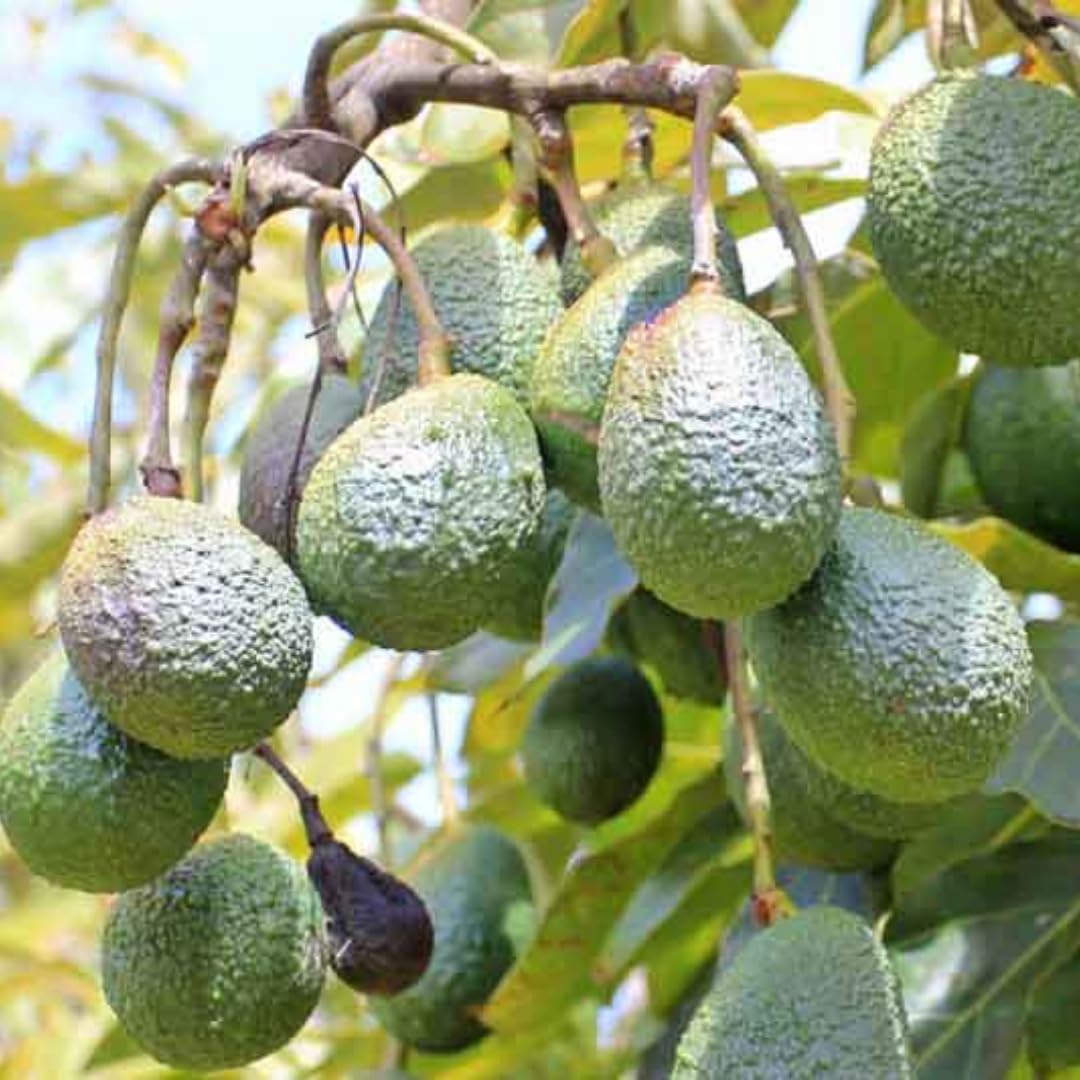 Avocado Tree Live Plant Well-Rooted, 1 Year Old Avocados Trees Plant Potted for Spring Planting, 8-12 Inches Tall, No CA