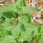 Pack 3 Catnip Plants, Perennial Catnip Plant, 3 to 6 Inch Tall, Herb Starter Plants for Outdoor Indoor Garden