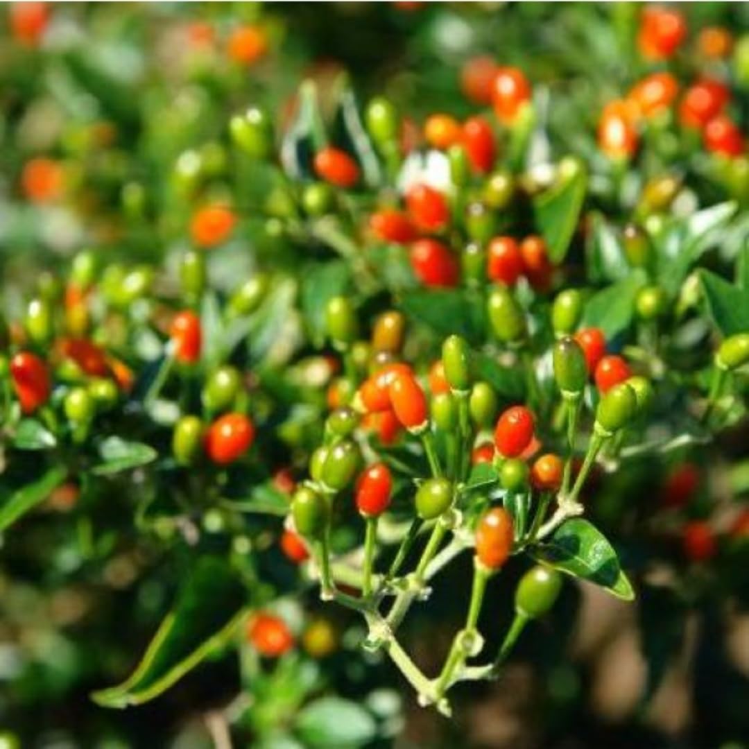 Set 2 Pequin Pepper Chili Plants, 120 Days Old, Hot Red Pepper Plant, Live Peppers for Planting Indoor, Outdoor