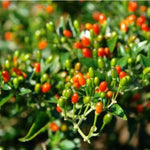 Set 2 Pequin Pepper Chili Plants, 120 Days Old, Hot Red Pepper Plant, Live Peppers for Planting Indoor, Outdoor