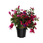 Set of 2 Fuchsia Plants Live, Purple Flower Fuchsia Plant, 4 to 6 Inches Tall, No Potted, Indoor Outdoor Gardening