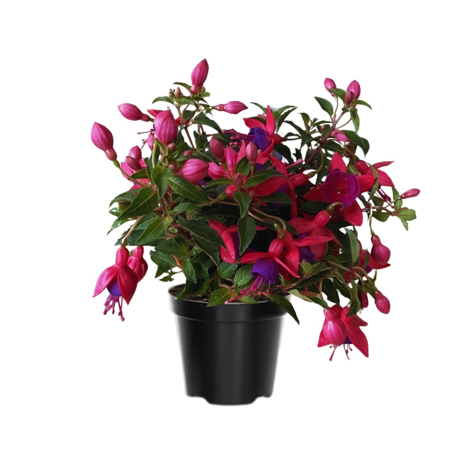 Set of 2 Fuchsia Plants Live, Purple Flower Fuchsia Plant, 4 to 6 Inches Tall, No Potted, Indoor Outdoor Gardening