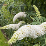 AVERAR 6 Months Old White Butterfly Bush Live Plant, Butterfly Bushes Ready to Plant Outdoor, Buddleia Plant Bush Shrub 5-7 Inches Tall, No Pot