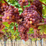 Vibrant Sweet Red Grape Vines Live Plants for Planting, 5-10" Grape Tree for Outdoor Garden, Dormant in Winter, Cold Hardy, Sweet Flavor