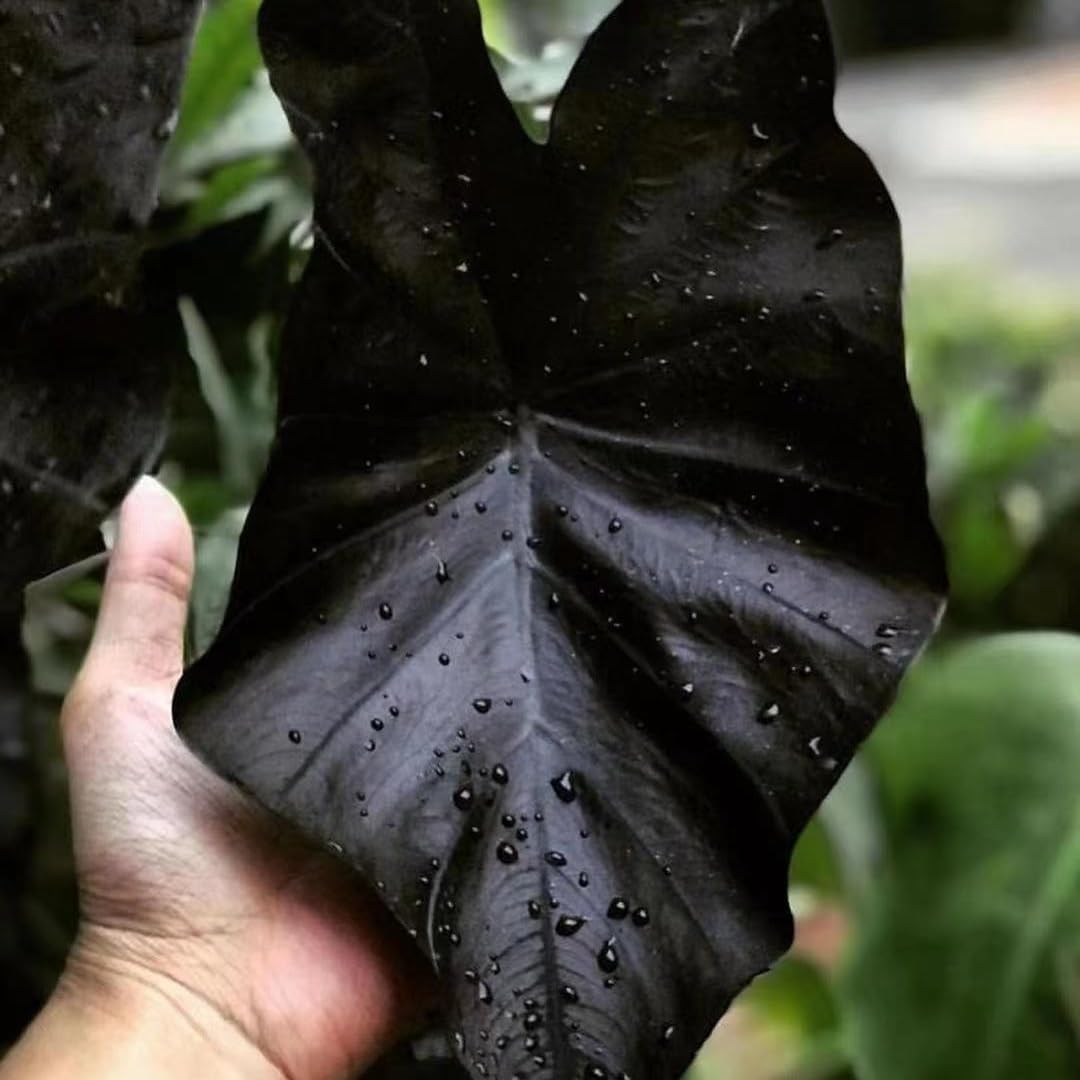 Combo 2 Black Colocasia Live Plants, 5 to 8" in Tall, Elephant Ear Esculenta Taro Alocasia Live Plant for Planting, Live House Plant Colocasia