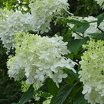 Light Green Hydrangea Bushes Live Plant in 2.5'' Pot, Well Rooted Vibrant Hydrangea Tree Shrub 4-7 Inches for Planting