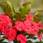 Red Crown of Thorns Plant Live, 4 Inc Potted, Euphorbia Milii Tree Live Plant, House Plant Live Gardening Planting