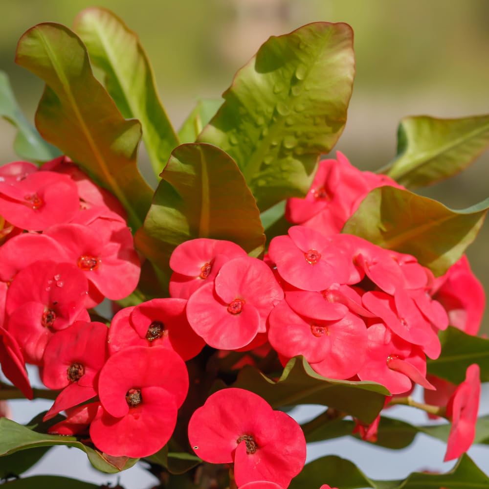 Red Crown of Thorns Plant Live, 4 Inc Potted, Euphorbia Milii Tree Live Plant, House Plant Live Gardening Planting