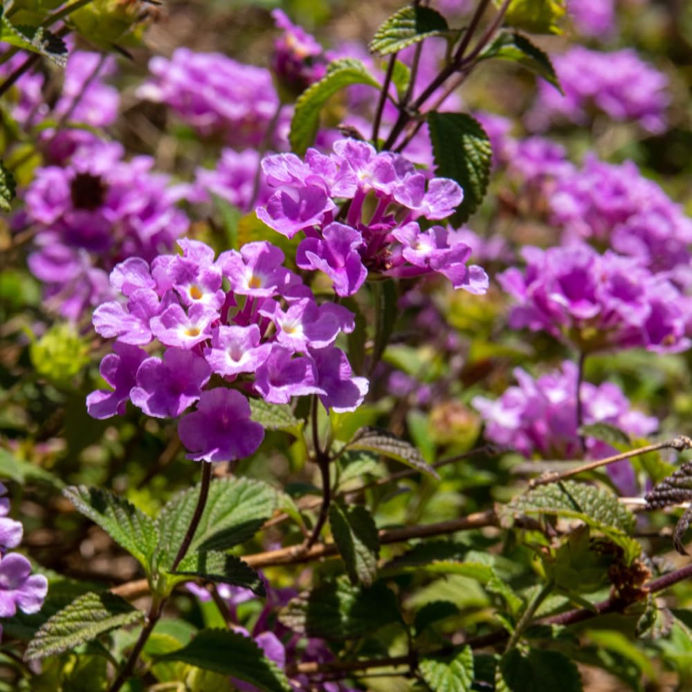 Pack 4 Lantana Plants Live for Planting Indoor Outdoor, 4-8" Tall, Fragrant Lantana Live Plant, Trailing Lantana Flowers Perennial, No Pot (Purple Lantana)