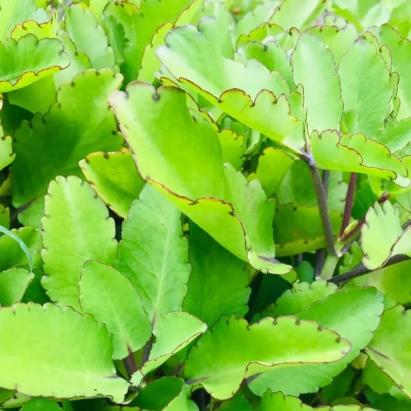 Kalanchoe Pinnata Succulent Plant Live for Planting Indoor Outdoor, 4-8 Inch Tall, in 4 Inch Pot, Kalanchoe Plant Live Mother of Thousands
