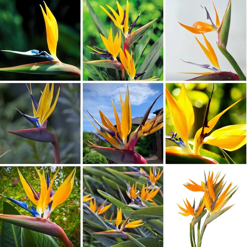 Sets 2 Bird of Paradise Plants Live, Orange and White Striking Blue Yellow Blooms, 5 to 9 Inc Tall, No Pot, Tropical Houseplant, Exotic and Vibrant Color