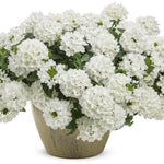 Sets 4 Perennial Verbena Live Plants Ground Cover or Trailing Potted, White Bloom, Outdoor Planting Spring