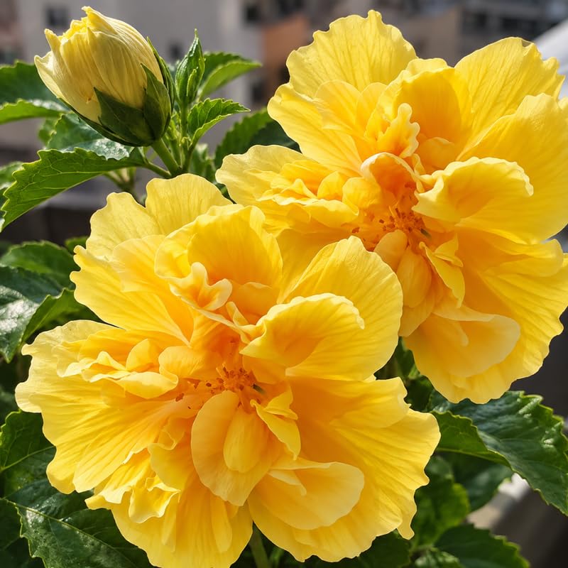3 Hardy Hibiscus Live Plants, Flowering Shrub, Double Yellow Blooms, 4-7"