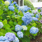 Blue Hydrangea Bushes Live Plant in 2.5'' Pot, Well Rooted Vibrant Hydrangea Tree Shrub 4-7 Inches for Planting