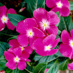 4 Pots Pink Vinca Plants Live, 4-6" Tall Ground Cover Vinca Flowers for Outdoor Garden, Landscape, Containers