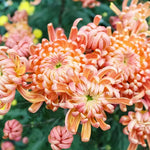 Peach Chrysanthemum Plant, Set 2 Peach Mums Plants Live, Hardy Perennial Mum Live Plant, 3 to 6 Inch Tall Garden Mum Starter Plants for Garden Beds, Containers, Vibrant Fall Blooms, No Pot