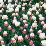 5 Tulip Bulbs for Spring Planting, Ice Cream Tulip Bulbs for Fall Planting, Flower Bulbs Growing