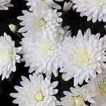 Pack 3 White Chrysanthemum Plants, Mums Plants Live, 3 to 6 Inch Tall Garden Mum Live Plant, Vibrant Fall Blooms, Hardy Chrysanthemum Flowers, No Pot