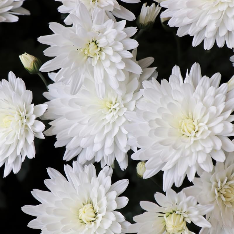 Pack 3 White Chrysanthemum Plants, Mums Plants Live, 3 to 6 Inch Tall Garden Mum Live Plant, Vibrant Fall Blooms, Hardy Chrysanthemum Flowers, No Pot