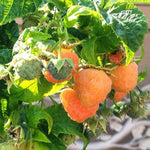2 Raspberry Plants Live Seedlings, 5 to 9 Inch Tall, Raspberry Bush Live Plants, No Pot, Sweet Raspberries Fruit Trees Live Plants (Fall Gold Raspberry)