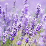 Set 4 Lavender Plants Live, Lavandula Perennial Well Rooted Plants, Fragrant Perennial 4-8" Height for Planting (Purple Lavender)