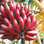 Red Banana Tree Live Plant, Edible Fruit, 4-6" Tall
