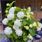Set 2 of Jasmine Plant Indoor Live, Grand Duke of Tuscany Jasmine Flower Plant Between 5 and 7 Inc Tall Garden Growing