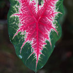 Set 2 Caladium Plants, Mix Caladium Houseplant Live 4-6 Inches Tall, Garden and Container Growing (Red)