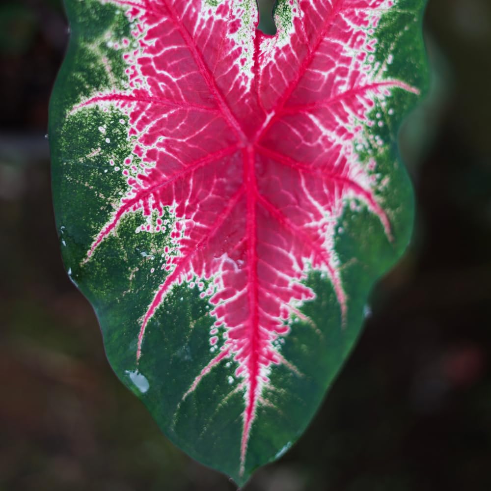 Set 2 Caladium Plants, Mix Caladium Houseplant Live 4-6 Inches Tall, Garden and Container Growing (Red)