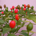 Sets 2 Chiltepin Pepper Live Plants in 4 Inc Pot, Very Well-Rooted 90 Days Old Super Hot Pepper Chili Plant for Spring Planting