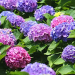 Reblooming Hydrangea Flowers, Hardy Hydrangea Plant Live Bush Shrub, 5-8" Tall Well-Rooted for Garden, Change Colors (Purple Blue Pink)