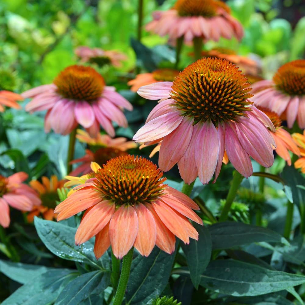 Mixed Echinacea Coneflower Plant, Coneflower Live Plant Perennial 3 Inch Pot