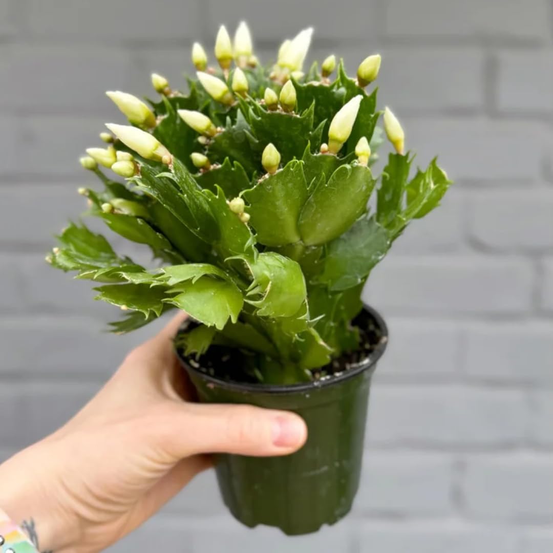 Thanksgiving Cactus Live Plant in 2" Pot, Holiday Christmas Cactus Plants Live, Winter Bloom, Indoor Planting, Ready to Blooms (Random Single Bloom)