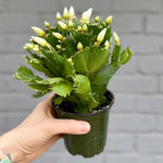 4 Mixed Christmas Cactus Plants Live Starter Size, Bloom in Winter, False Thanksgiving Cactus Plants Like, Cold Hardy, 5-9" in Tall, No Pot, Assorted Colors